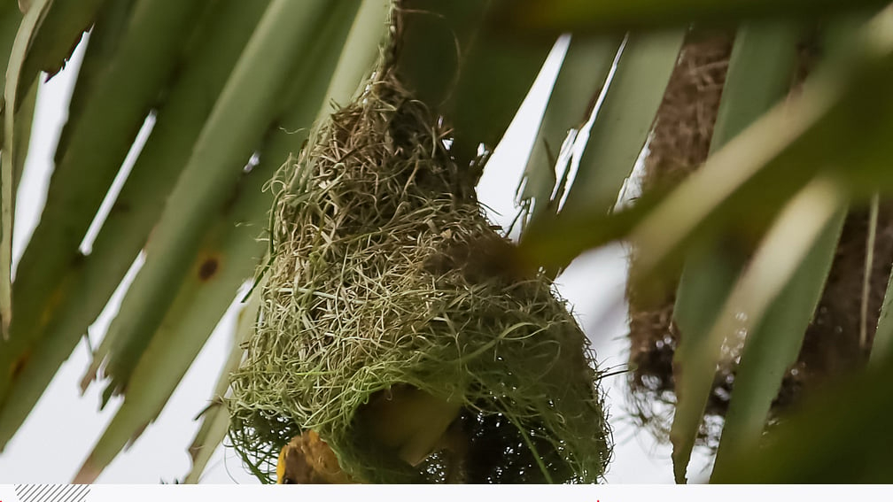 বাবুই পাখির নিপুণ কারুকাজে তৈরি বিশাল বাসা
