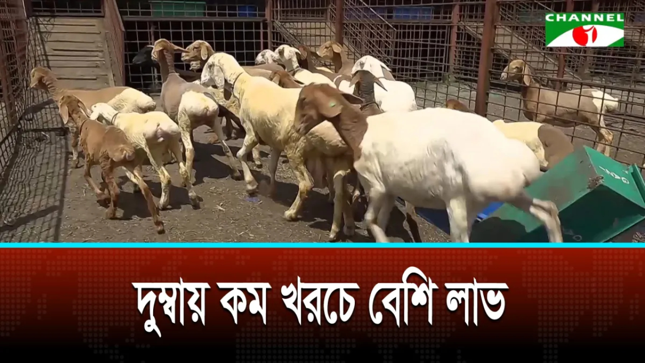 দুম্বায় কম খরচে বেশি লাভ